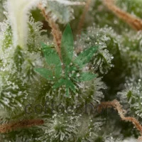Auto SUPER HASH